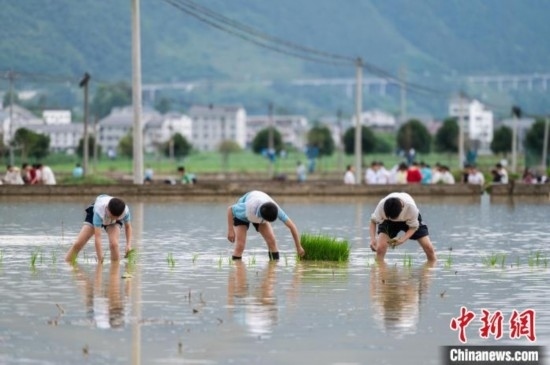 圖為5月21日，綏陽縣旺草中學(xué)學(xué)生在旺草萬畝大壩體驗(yàn)插秧。唐哲 攝
