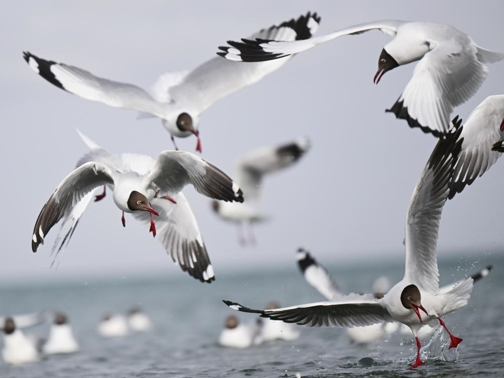 這是2023年4月13日在青海湖拍攝的棕頭鷗。新華社記者 張龍 攝