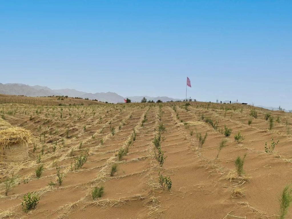 內(nèi)蒙古巴彥淖爾市杭錦后旗治沙新品種沙木蓼和四翅濱藜苗木示范區(qū)。新華社記者 李云平 攝