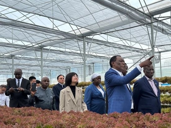 使節(jié)團考察貴州省清鎮(zhèn)駱家橋蔬菜保供基地的無土栽培溫室。新華社記者 袁睿 攝