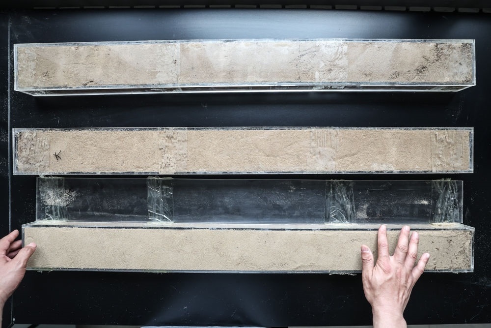 “草根博士”呂林有在遼寧省農(nóng)業(yè)科學(xué)院沙地治理與利用研究所章古臺基地實驗室整理提取的沙地土壤剖面樣本（2024年5月30日攝）。新華社記者 潘昱龍 攝