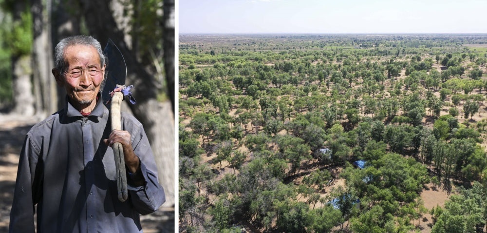 拼版照片：左圖為內(nèi)蒙古鄂托克前旗呼和陶勒蓋嘎查的牧民曹扎娃出門勞作（2023年6月14日攝）；右圖為曹扎娃的承包地（2023年6月14日攝，無人機照片）。20世紀80年代，在毛烏素沙地中，曹扎娃主動承包了2300多畝沙地。這么多年來，曹扎娃堅持種樹治沙，最終將沙地變成了林海。新華社記者 劉磊 攝