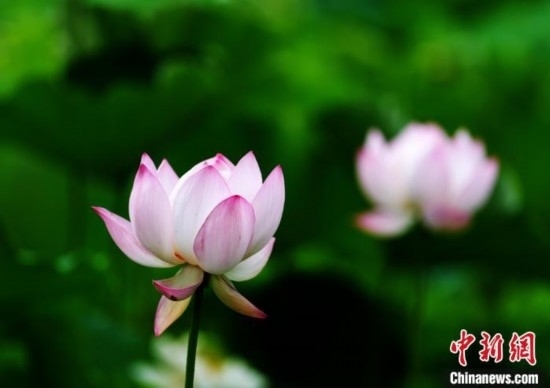 6月19日，時(shí)值一年畢業(yè)季，四川大學(xué)望江校區(qū)荷花池里的荷花盛開，成為了畢業(yè)生們的打卡圣地，吸引了眾多畢業(yè)生拍照留念。圖為盛開的荷花。中新社記者 安源 攝