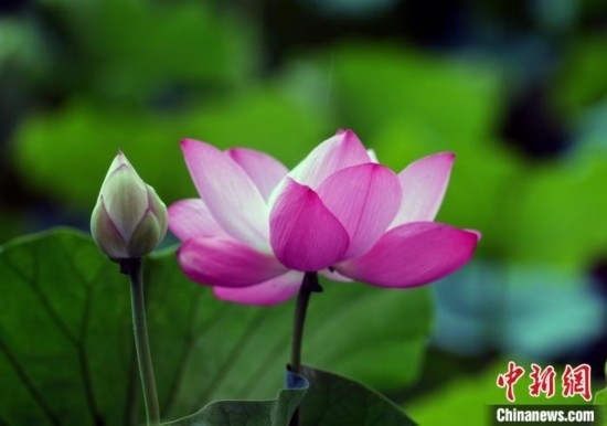 6月19日，時(shí)值一年畢業(yè)季，四川大學(xué)望江校區(qū)荷花池里的荷花盛開，成為了畢業(yè)生們的打卡圣地，吸引了眾多畢業(yè)生拍照留念。圖為盛開的荷花。中新社記者 安源 攝