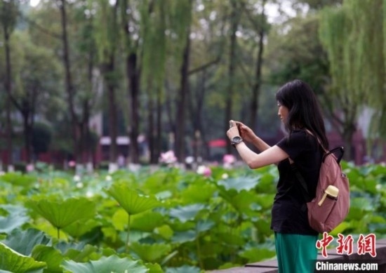 6月19日，時(shí)值一年畢業(yè)季，四川大學(xué)望江校區(qū)荷花池里的荷花盛開，成為了畢業(yè)生們的打卡圣地，吸引了眾多畢業(yè)生拍照留念。圖為畢業(yè)生在荷花池邊拍照留念。中新社記者 安源 攝