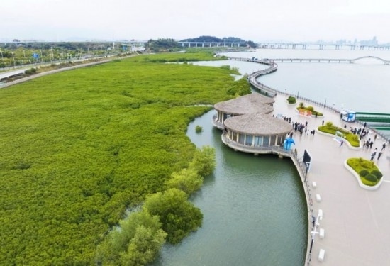 2024年1月23日拍攝的廈門市翔安區(qū)下潭尾紅樹林公園（無人機(jī)照片）。新華社記者 林善傳 攝