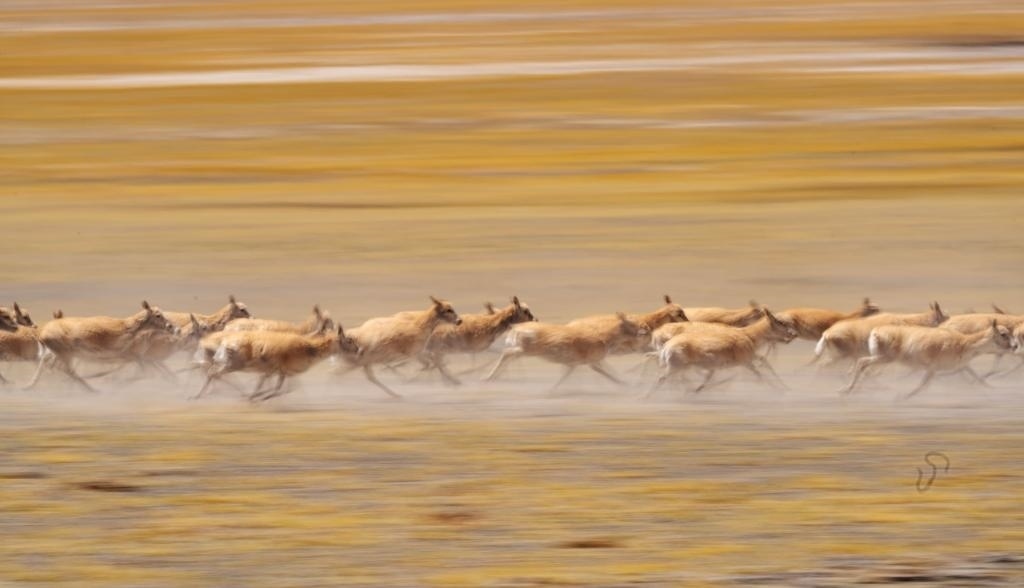 2024年6月13日，在羌塘國家級自然保護區(qū)，遷徙中的藏羚羊奔跑起來。新華社記者費茂華攝