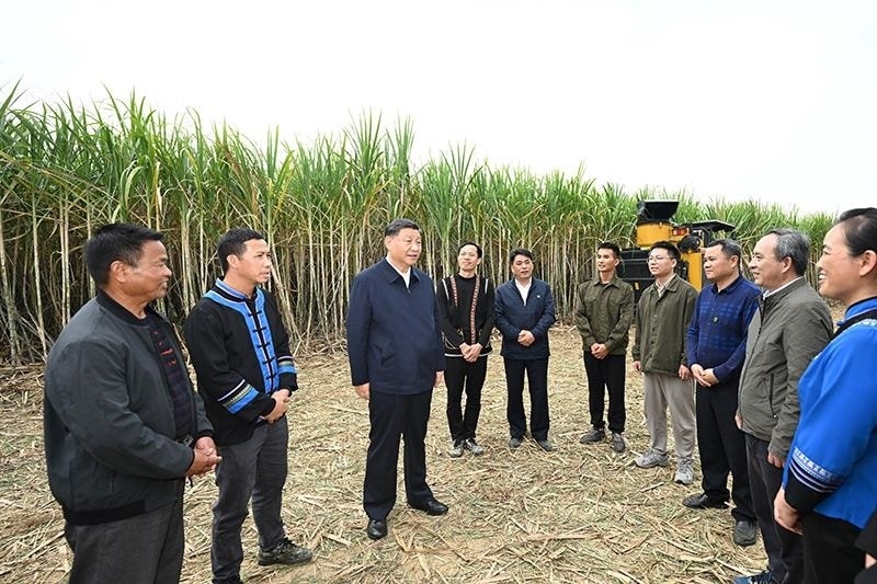 2023年12月14日，習(xí)近平總書記在廣西來(lái)賓市國(guó)家現(xiàn)代農(nóng)業(yè)產(chǎn)業(yè)園黃安優(yōu)質(zhì)“雙高”糖料蔗基地考察時(shí)，同蔗農(nóng)、農(nóng)機(jī)手和農(nóng)技人員親切交流。