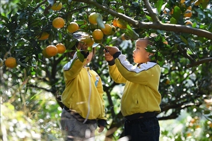 貴州黃平縣小朋友在校外勞動(dòng)實(shí)踐基地采摘柑橘。