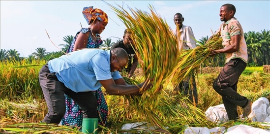 2018 年，中國(guó)農(nóng)業(yè)專家組在布隆迪布班扎省吉漢加縣設(shè)立首個(gè)水稻減貧示范村。圖為當(dāng)?shù)剞r(nóng)戶在稻田里給雜交水稻脫粒（2023 年 6 月 20 日攝） 韓旭攝 / 本刊