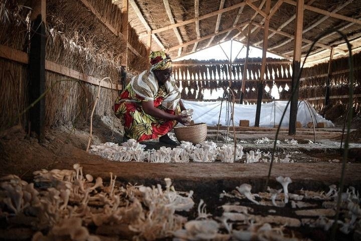 2024年2月6日，在中非共和國達(dá)馬拉，法蒂瑪在菇棚內(nèi)收獲菌草菇。2022年，法蒂瑪在聽說中國菌草專家在班吉傳授技術(shù)后主動前往學(xué)習(xí)，從一間小菌棚起步，逐漸擴(kuò)大為如今小有名氣的合作社。新華社記者 韓旭 攝