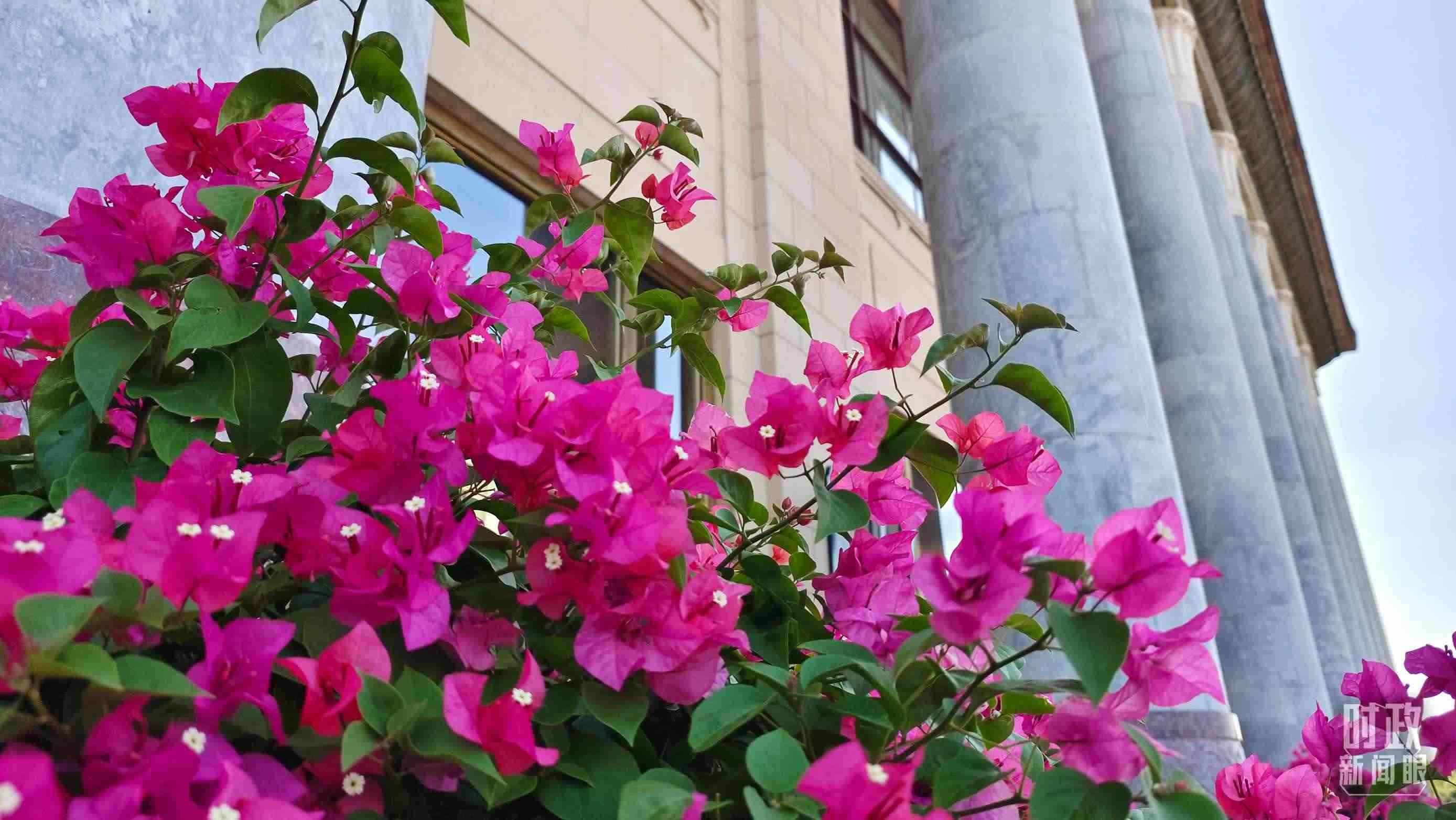 △人民大會(huì)堂外花團(tuán)錦簇。（總臺(tái)央視記者韓銳拍攝）