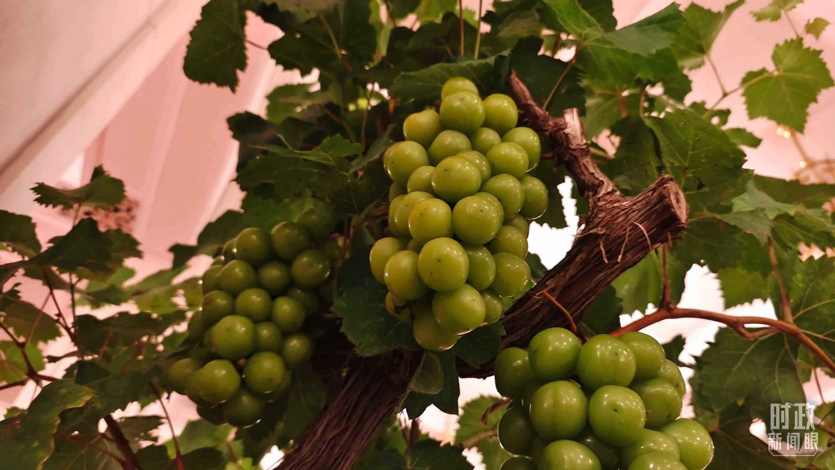  △人民大會(huì)堂的盆景，碩果累累。（總臺(tái)央視記者韓銳拍攝）