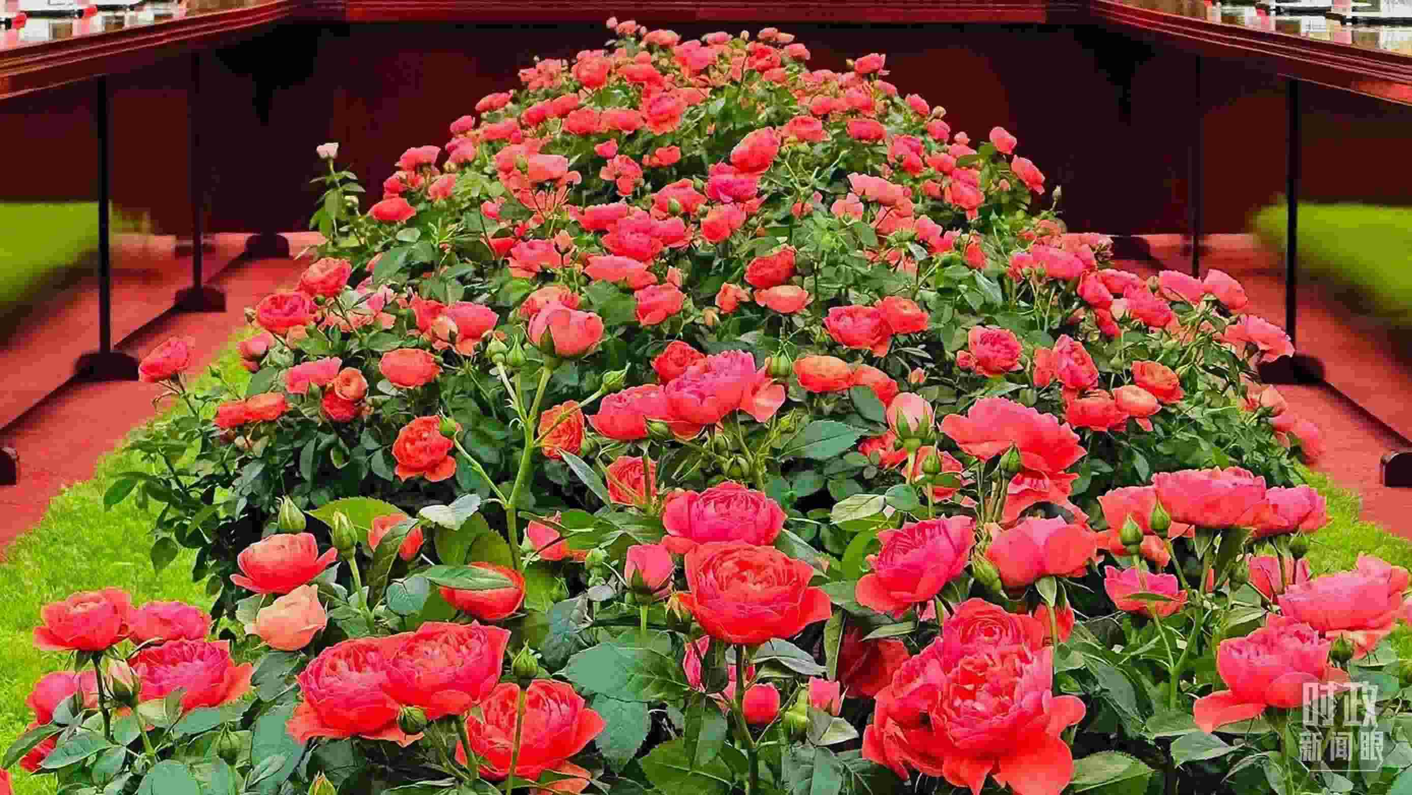 東大廳會談桌中間擺放的紅果汁月季，象征著蓬勃與堅(jiān)韌。（總臺央視記者范一鳴拍攝）