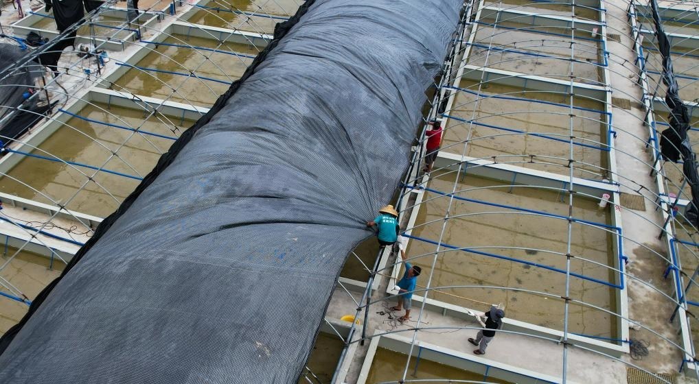 在文昌市翁田鎮(zhèn)的海興農(nóng)翁田蝦苗場(chǎng)，工人重新鋪設(shè)頂棚。無人機(jī)照片，新華社記者楊冠宇 攝