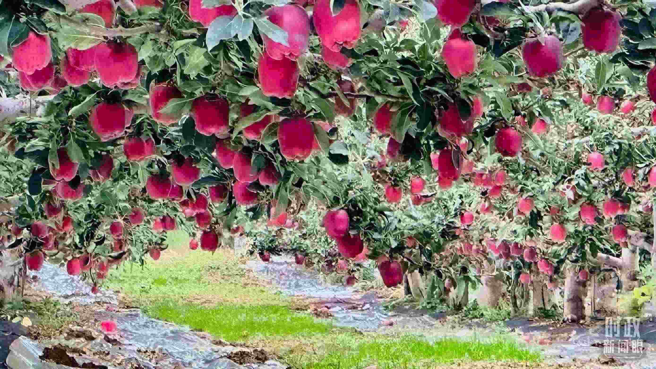 △ 麥積區(qū)南山花牛蘋(píng)果基地。（總臺(tái)央視記者范一鳴拍攝）