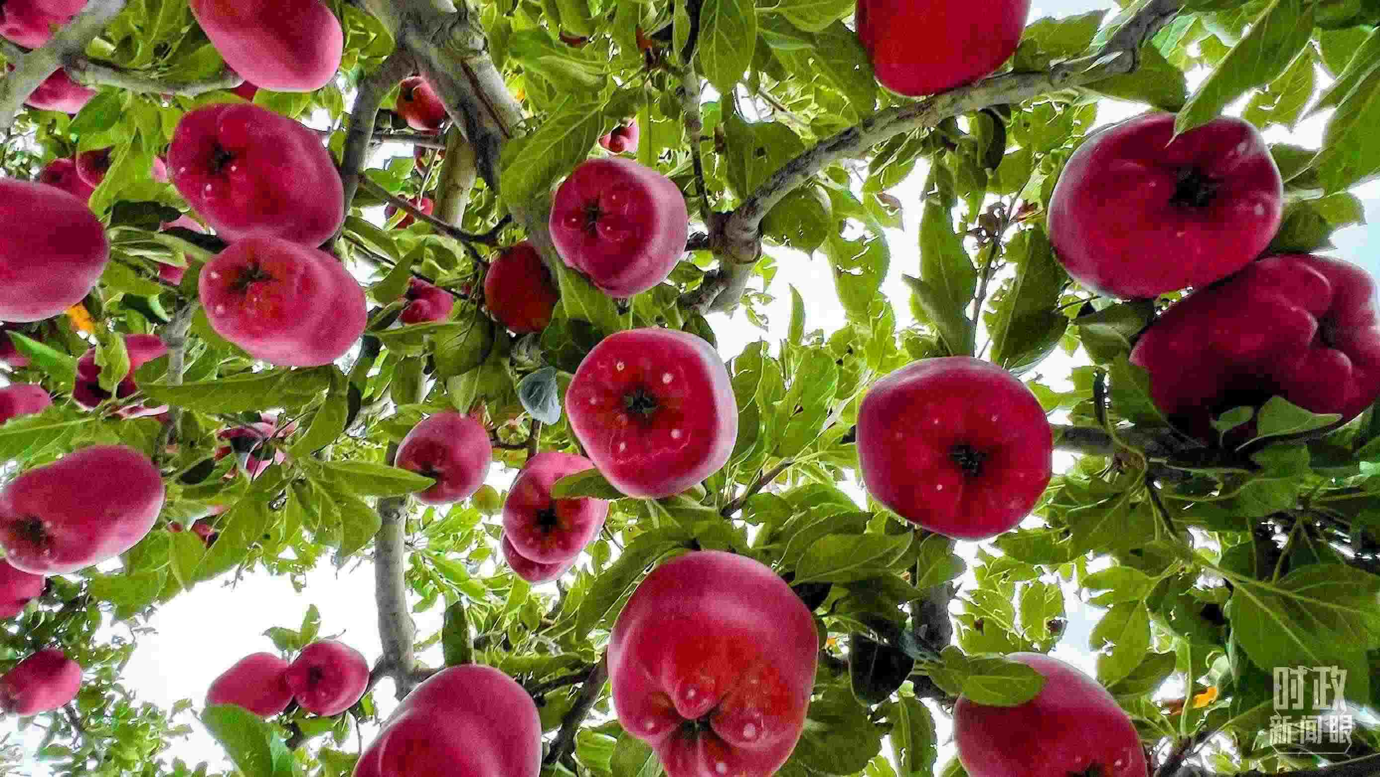 △ 麥積區(qū)南山花牛蘋(píng)果基地。（總臺(tái)央視記者程鋮拍攝）