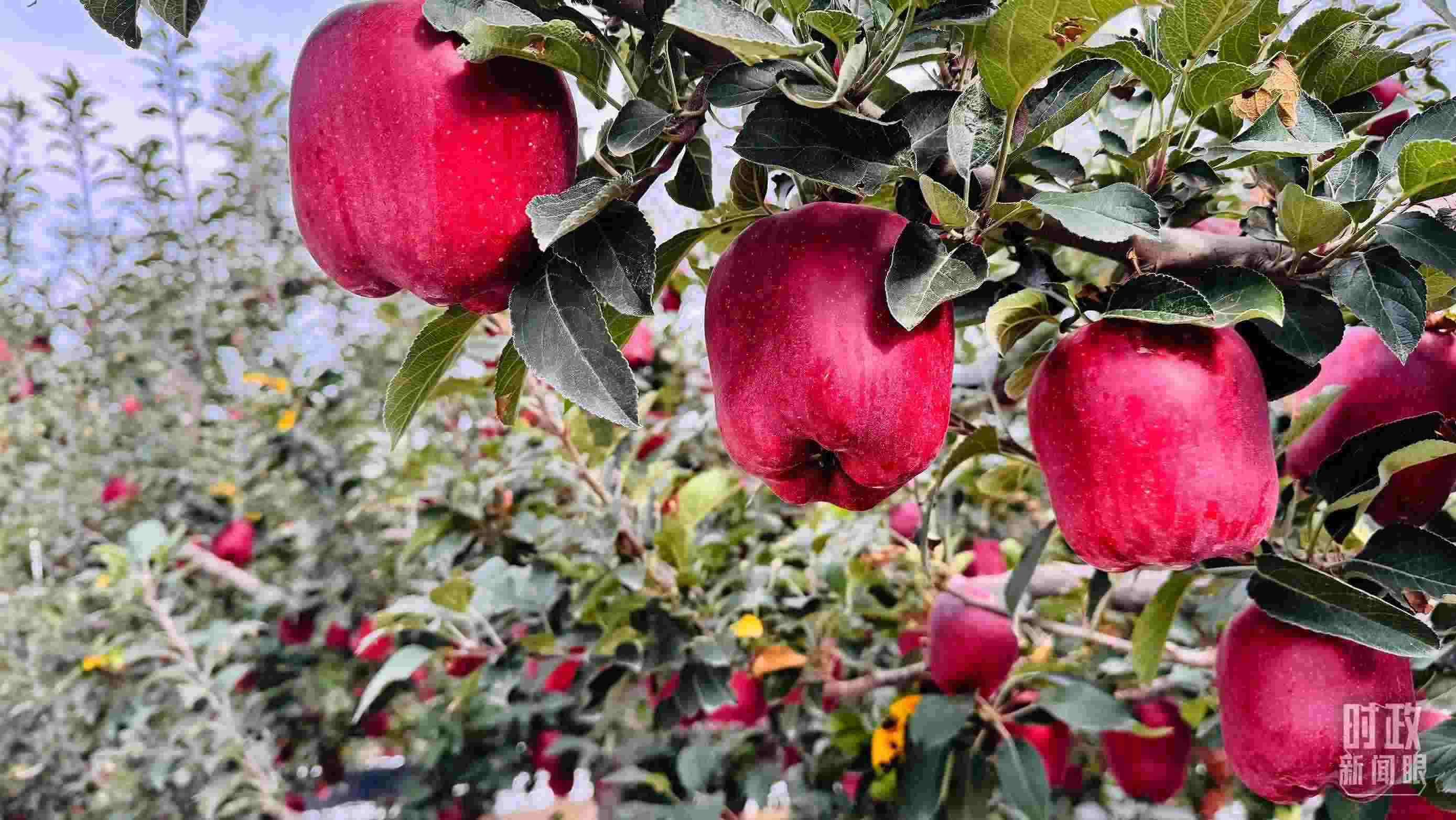 △ 麥積區(qū)南山花牛蘋(píng)果基地。（總臺(tái)央視記者黎兵拍攝）