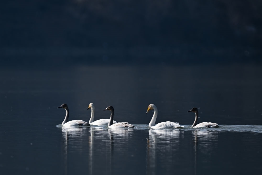 2023年11月30日，天鵝在青海省海東市化隆回族自治縣群科鎮(zhèn)境內(nèi)的黃河上游弋。近年來，青海省加大力度保護(hù)治理境內(nèi)黃河流域，改善當(dāng)?shù)厣鷳B(tài)環(huán)境，為越冬候鳥提供良好棲息地。