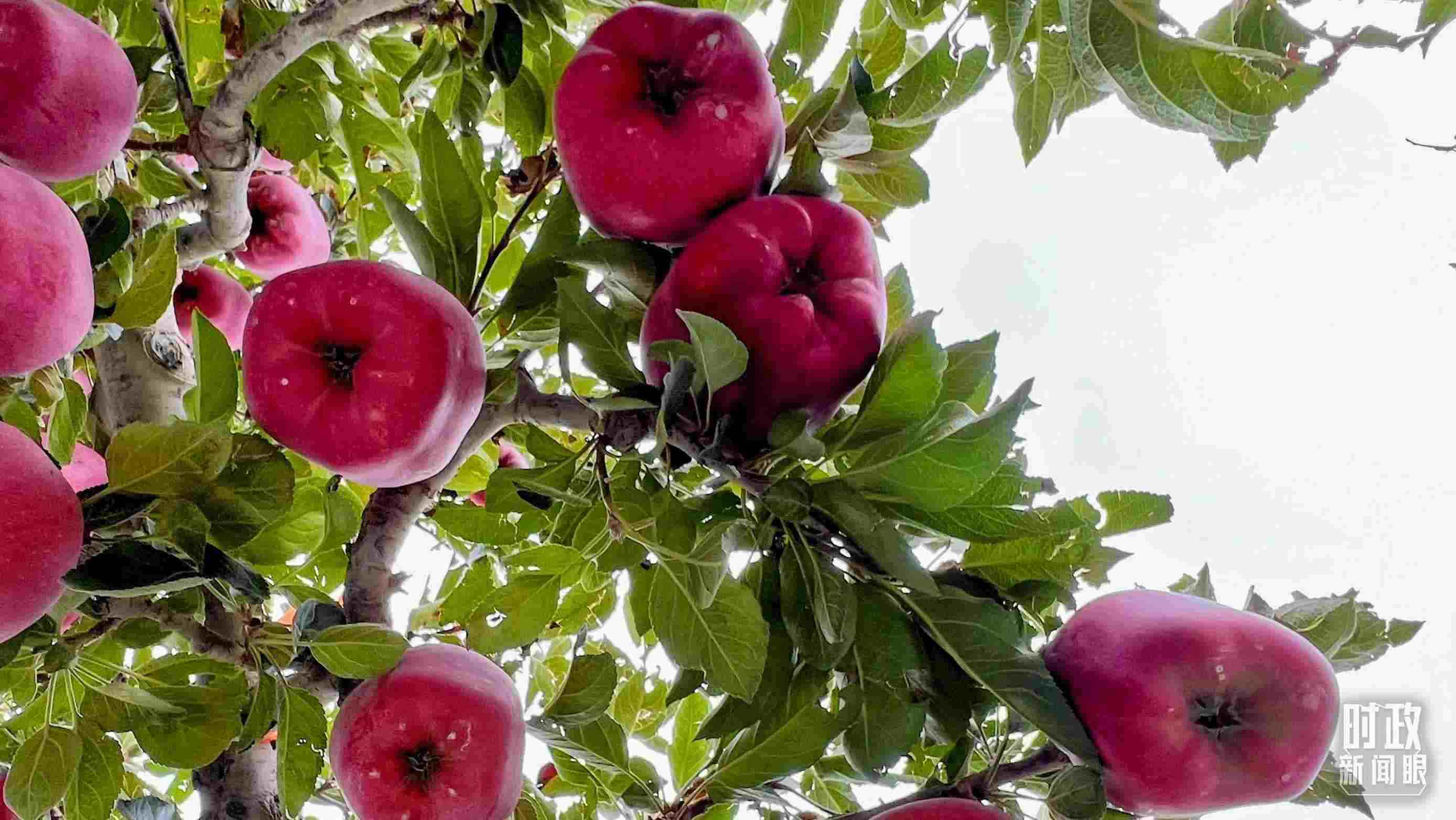 △南山花牛蘋果基地是元帥系蘋果生產(chǎn)基地。（總臺(tái)央視記者程鋮拍攝）