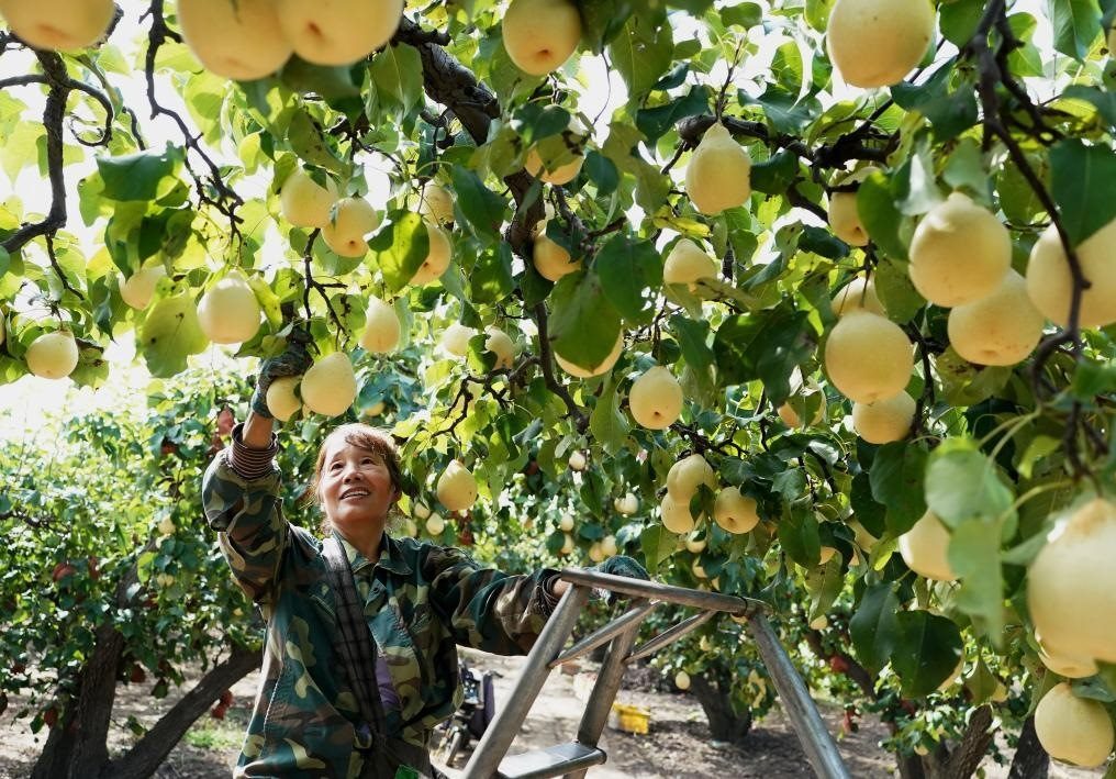 9月13日，河北省晉州市的農(nóng)民在果園采摘鴨梨。新華社記者楊世堯 攝