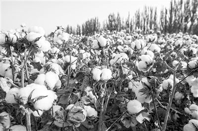 圖為新疆阿克蘇棉田。新研究揭示了GhEXL3基因調(diào)控棉纖維伸長的分子機制，為棉纖維品質(zhì)遺傳改良提供了重要理論依據(jù)。視覺中國供圖
