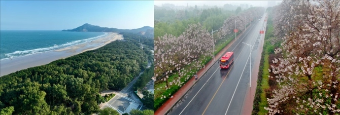 拼版照片：左圖為位于東山縣金鑾灣沿岸的木麻黃防護(hù)林帶（無人機(jī)照片，新華社記者 姜克紅 攝）；右圖為2021年4月20日在蘭考縣焦裕祿干部學(xué)院附近拍攝的泡桐花（無人機(jī)照片，新華社記者 郝源 攝）。