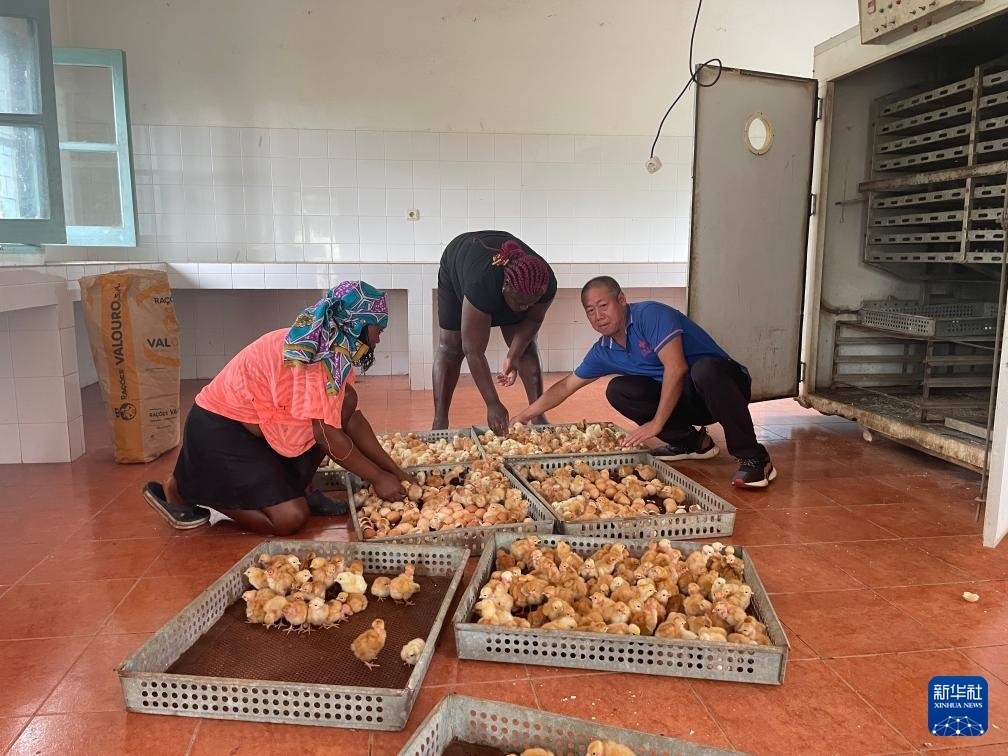 中國援圣普農(nóng)牧業(yè)技術(shù)項目組專家在圣多美和普林西比家禽繁育中心指導雛雞人工孵化技術(shù)（2024年10月8日攝）。新華社發(fā)（中國援圣普農(nóng)技組供圖）