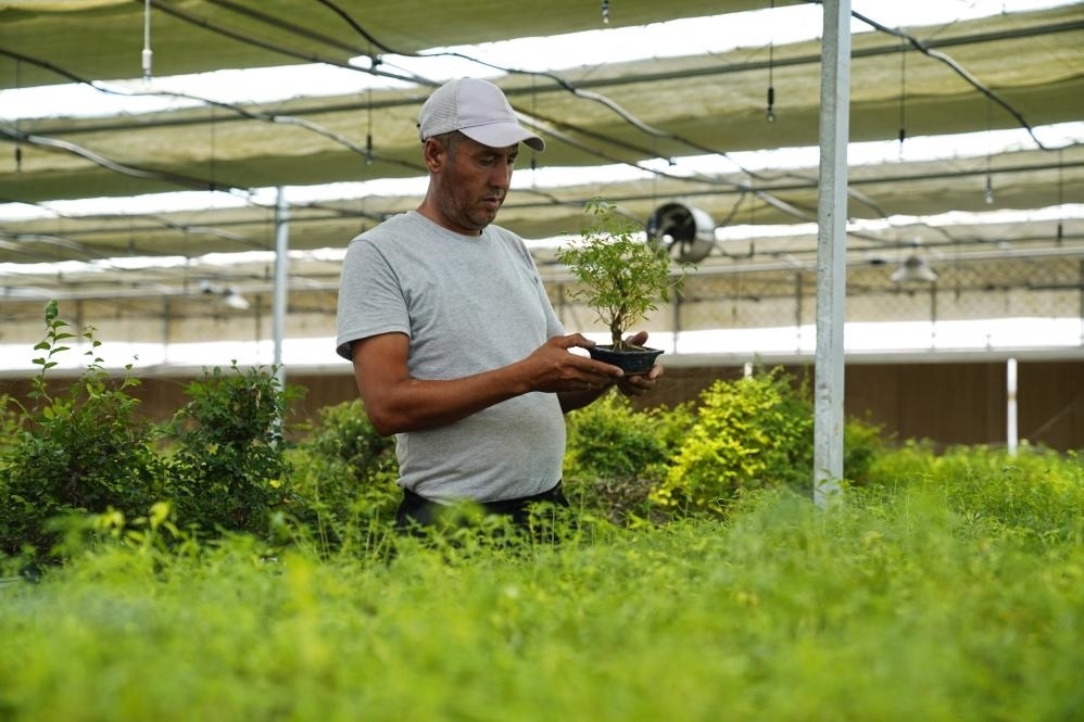 7月28日，在烏茲別克斯坦錫爾河州的上合組織農(nóng)業(yè)基地中烏現(xiàn)代農(nóng)業(yè)科技示范園，工作人員檢查盆栽植物。新華社發(fā)（扎法爾攝）