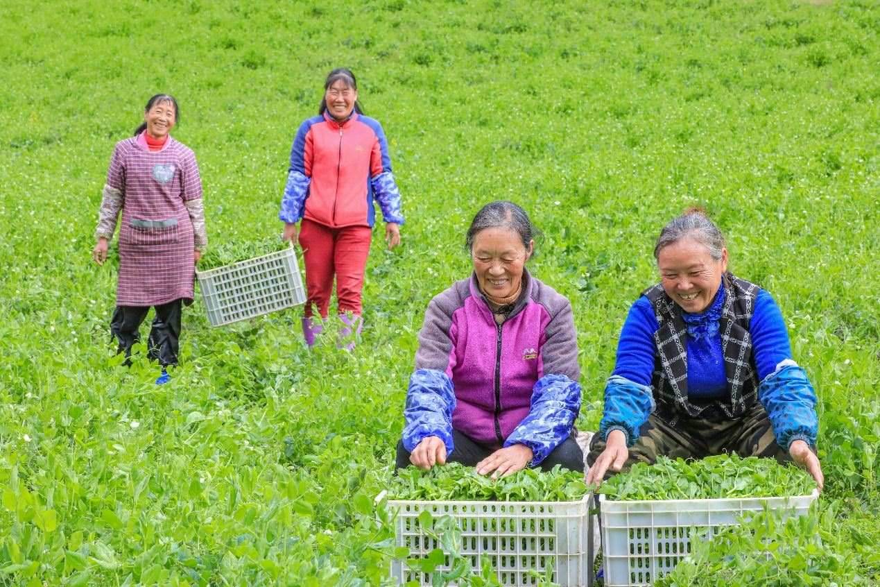 在四川省阿壩藏族羌族自治州馬爾康市馬爾康鎮(zhèn)納足村，當(dāng)季蔬菜喜獲豐收，群眾正在忙著采收、裝箱供應(yīng)市場(chǎng)。來源：人民圖片