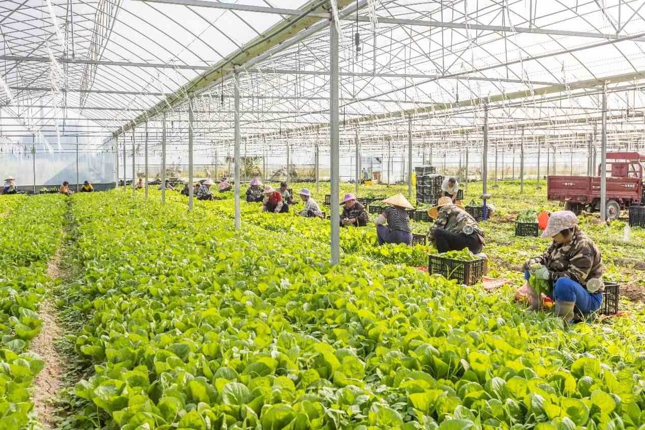 2024年10月8日，在廣西梧州市蒙山縣文圩鎮(zhèn)大明村一個(gè)大棚蔬菜基地內(nèi)，民工在采摘、包裝包心菜，準(zhǔn)備運(yùn)銷外地。來源：人民圖片