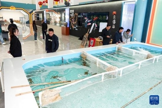 9月20日，游客在吉林省琿春市的帝王蟹保稅店內(nèi)選購帝王蟹。新華社記者 許暢 攝