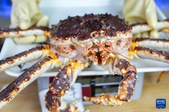 這是9月20日在吉林省琿春市的東北亞跨境電商產(chǎn)業(yè)園內(nèi)的帝王蟹保稅店拍攝的帝王蟹。新華社記者 許暢 攝