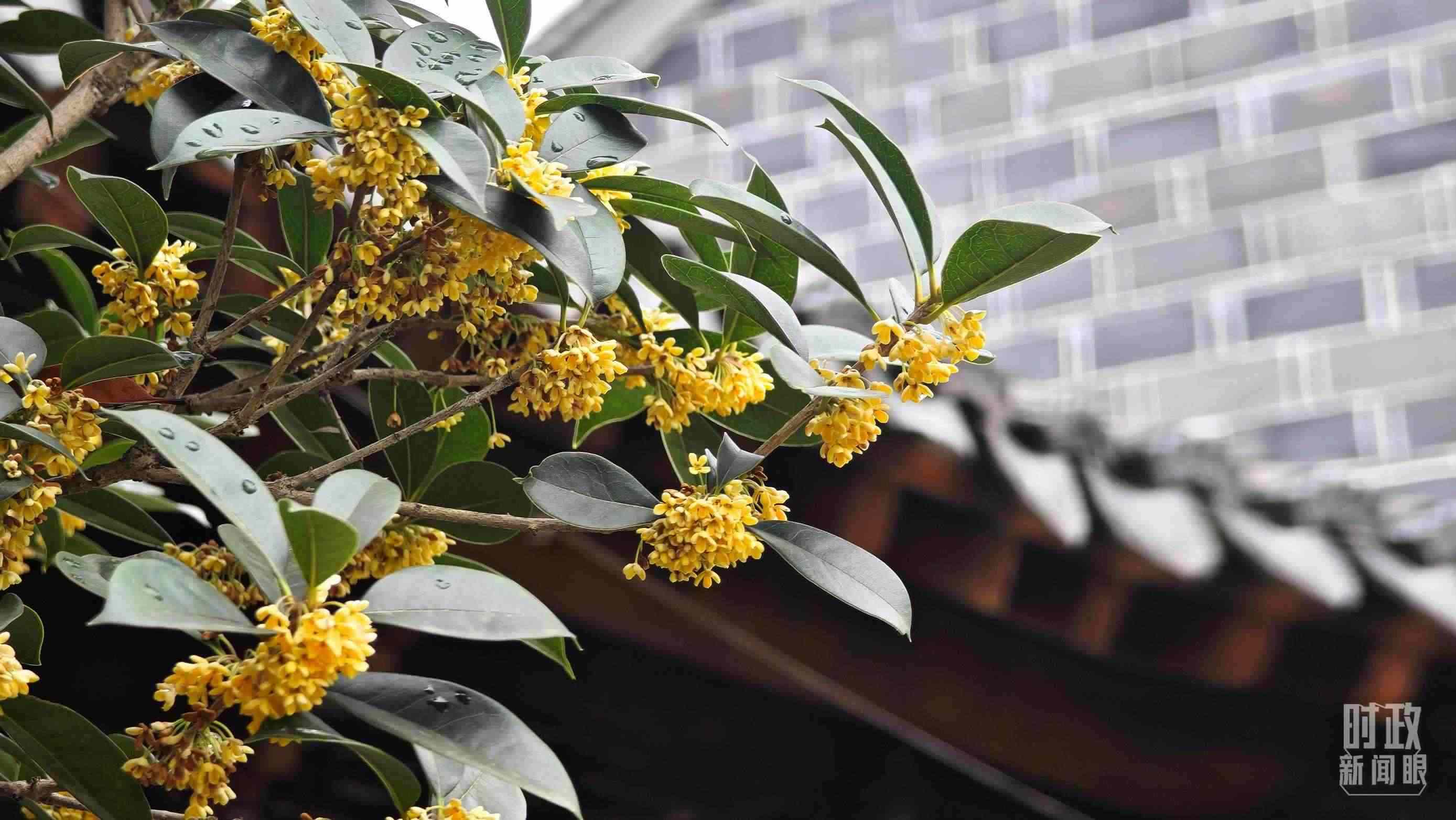 △六尺巷。（總臺央視記者趙化、彭漢明拍攝）