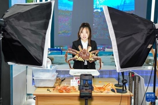 9月20日，在吉林省琿春市的帝王蟹保稅店內(nèi)，工作人員進(jìn)行網(wǎng)絡(luò)直播售賣帝王蟹。新華社記者 許暢 攝