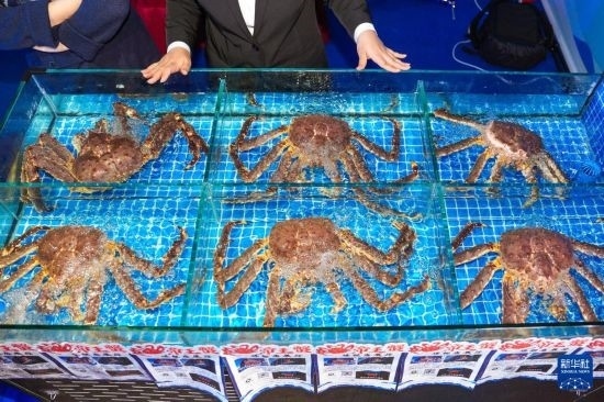 這是9月19日拍攝的吉林省琿春市一商家所售賣的帝王蟹。新華社記者 許暢 攝