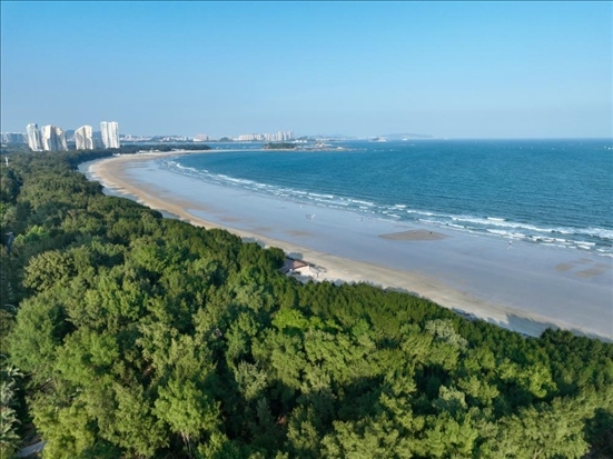 郁郁蔥蔥的東山縣沿海防護(hù)林（無(wú)人機(jī)拍攝）。新華社記者 姜克紅 攝