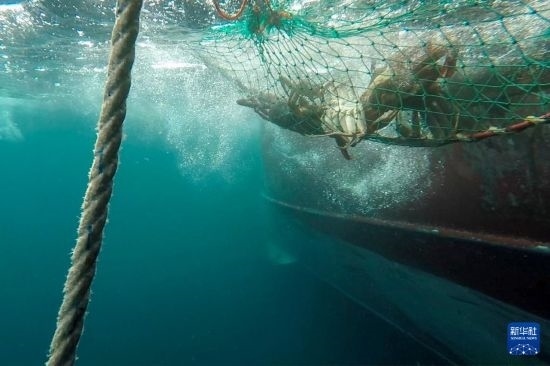 這是俄羅斯蟹業(yè)集團(tuán)的捕撈船進(jìn)行遠(yuǎn)洋捕撈的資料照片。新華社發(fā)（俄羅斯蟹業(yè)集團(tuán)供圖）