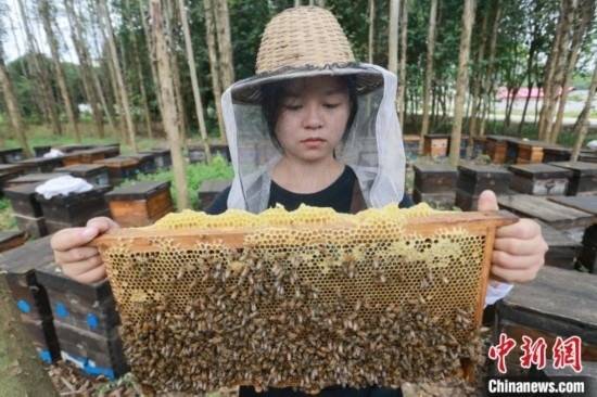 吳素英查看蜂蜜產(chǎn)蜜情況。湯曉逵 攝