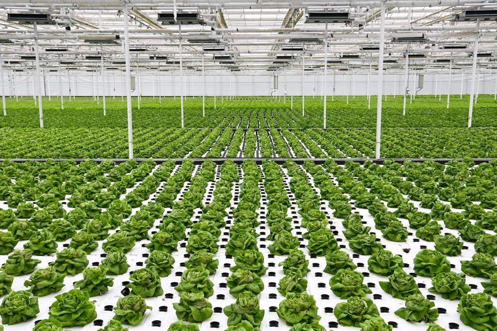 10月26日，楊凌智慧農(nóng)業(yè)示范園智慧溫室內(nèi)通過無土栽培技術種植的蔬菜。新華社記者 鄒競一 攝