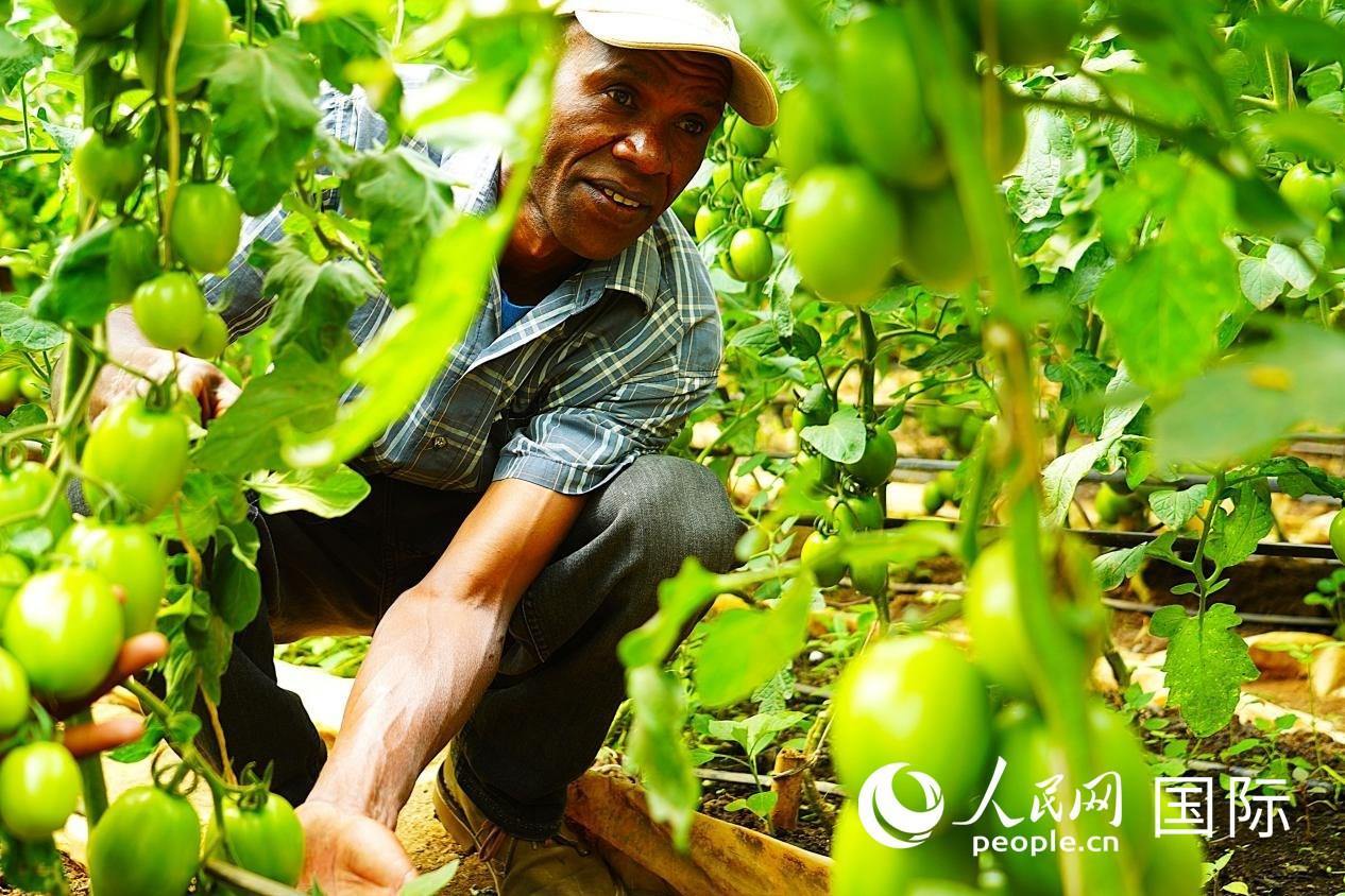 肯尼亞納庫魯郡，當(dāng)?shù)剞r(nóng)民喬納·卡蘭賈家的溫室大棚里，番茄長勢喜人。人民網(wǎng)記者 黃煒鑫攝
