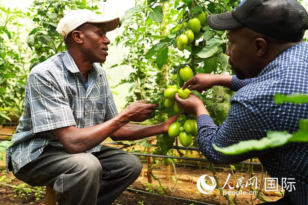 肯尼亞納庫魯郡，埃格頓大學(xué)園藝學(xué)專家史蒂芬·吉藤古在溫室大棚里指導(dǎo)當(dāng)?shù)剞r(nóng)民喬納·卡蘭賈種植番茄。人民網(wǎng)記者 黃煒鑫攝