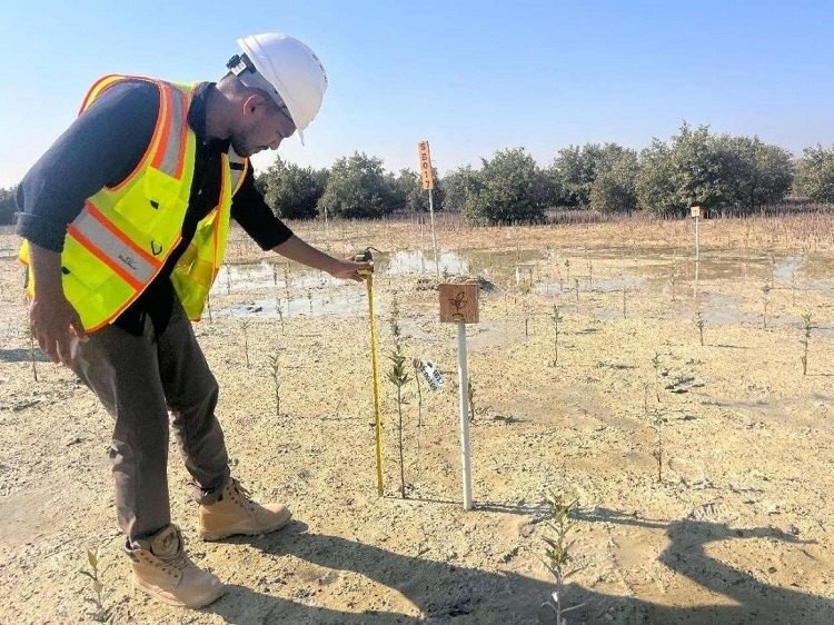 工作人員在監(jiān)測紅樹苗生長情況。中國土木供圖