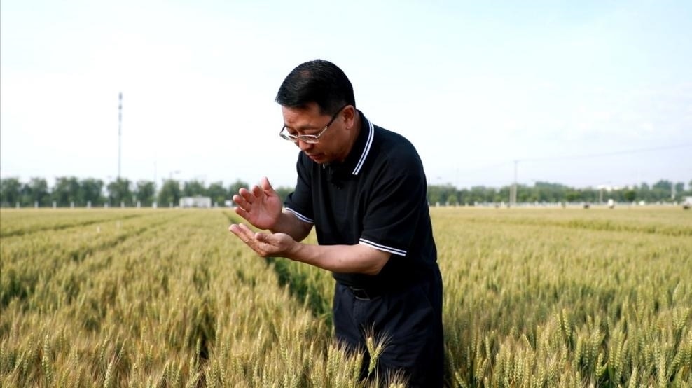 張福鎖在曲周查看小麥長勢(shì)。受訪者供圖