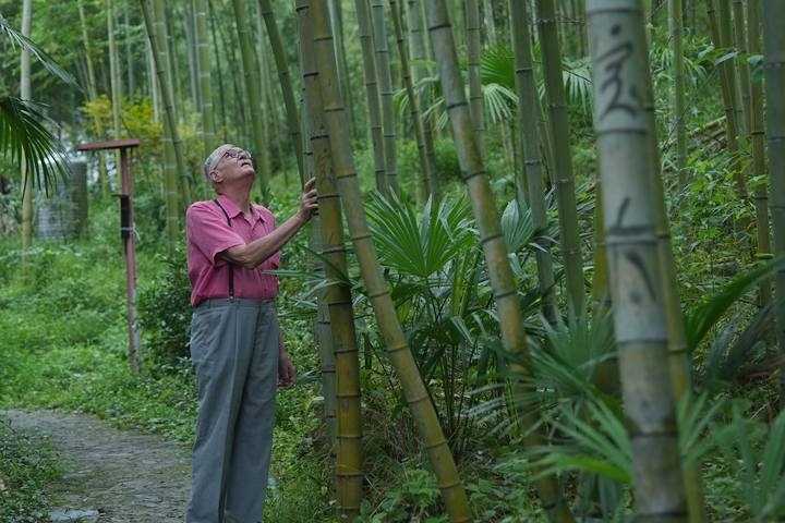 奈斯在莫干山的竹林里散步。