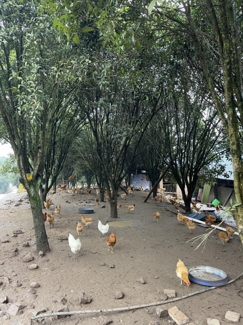 桂花林里的桂飛雞。劉軍國攝