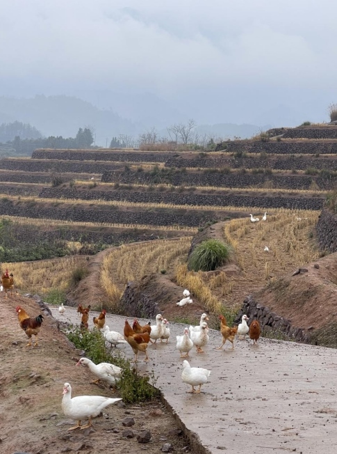樨鄉(xiāng)記生態(tài)農(nóng)莊一隅。劉軍國攝