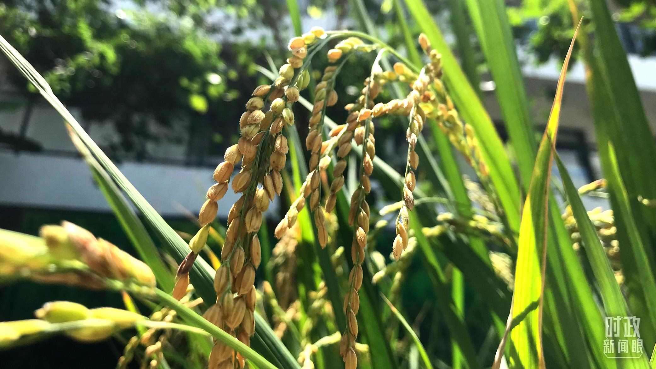 在海南培育的水稻品種。（總臺央視記者石偉明拍攝）