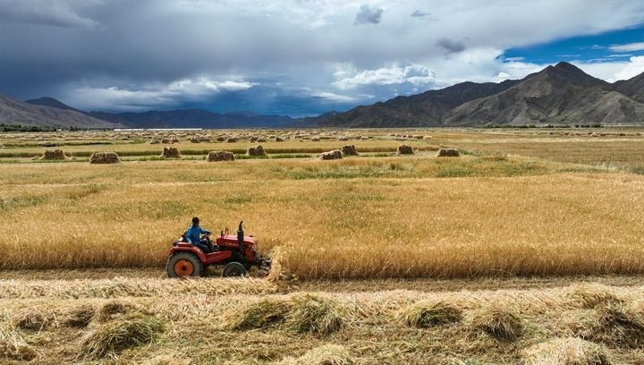 2024年9月10日在西藏日喀則市白朗縣巴扎鄉(xiāng)拍攝的秋收?qǐng)鼍埃o(wú)人機(jī)照片）。新華社記者 晉美多吉 攝