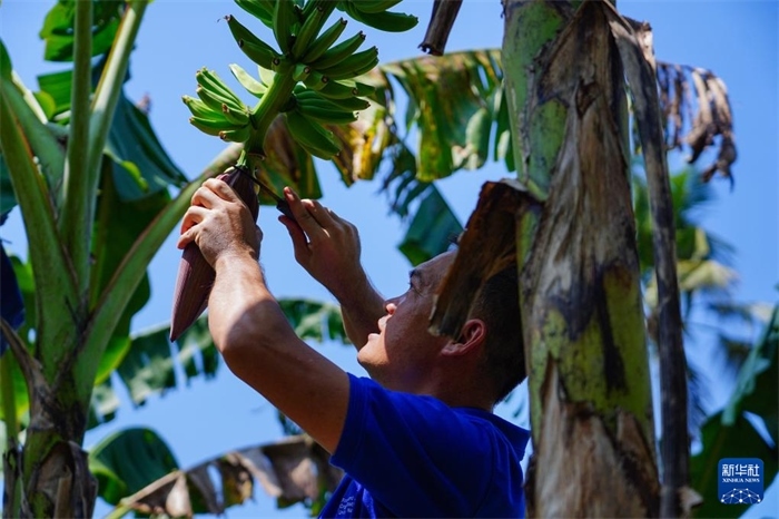 12月23日，中國熱帶農(nóng)業(yè)科學(xué)院專家趙增賢在斯里蘭卡馬坎杜拉為當(dāng)?shù)剞r(nóng)戶做技術(shù)示范。新華社記者 陳冬書 攝